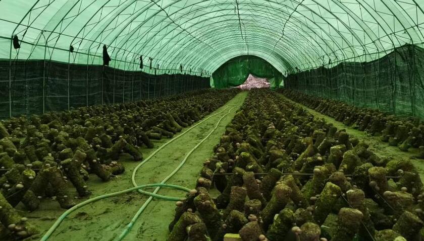 新华全媒+|蘑菇飘香小山村